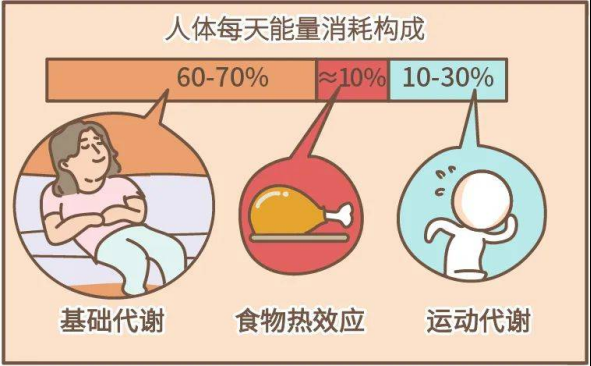 营养师分享：科学调整基础代谢率的秘密武器