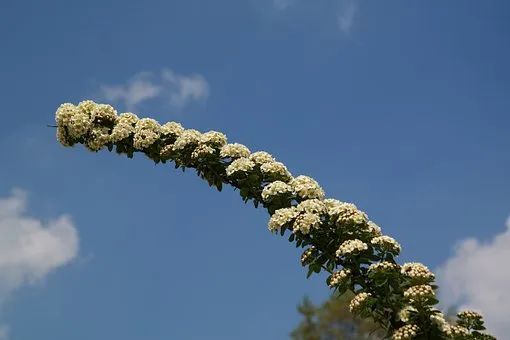 今日大暑——补脾养胃重消暑